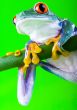 Red eyed tree frog