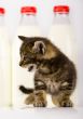 Cat & Milk