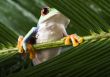 Red eyed tree frog