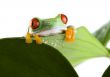 Red eyed tree frog