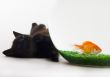 Black cat & Gold fish