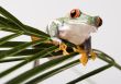 Red eyed tree frog