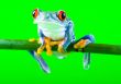 Red eyed tree frog