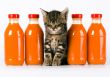 Cat & Orange drink