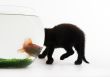 Black cat & Gold fish