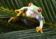 Red eyed tree frog