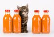 Cat & Orange drink