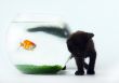 Black cat & Gold fish