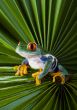 Red eyed tree frog