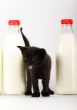 Cat & Milk