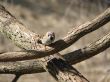 dull sparrow on the branch