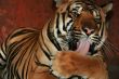 Tiger licking his paw