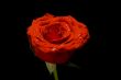 Red isolated rose with dew