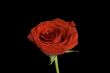 Red isolated rose