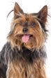 Small dog