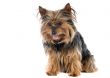 Small dog