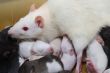 Rat family