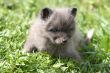 Small grey fox