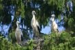 Family of storks