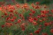 Field of poppies