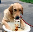 dog drinking from drinking fountain
