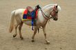 white horse