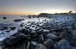 Morning at Forster