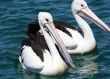 Australian Pelican