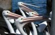 Pelican over Forster