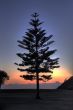 Morning at Forster