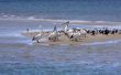 Australian Pelican