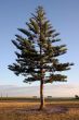 Pine tree against a deep blue sky