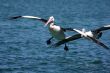 Pelican over Forster