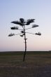 Pine tree against a deep blue sky