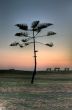 Pine tree against a deep blue sky