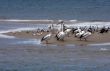 Pelican over Forster