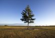 Pine tree against a deep blue sky
