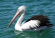 Pelican over Forster