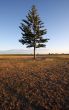 Pine tree against a deep blue sky