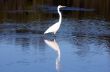 Australian Egret