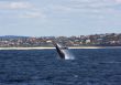  Humpback whale breaching in Australia