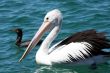 Australian Pelican