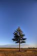 Pine tree against a deep blue sky