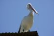 Pelican over Forster