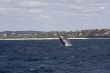  Humpback whale breaching in Australia