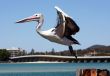 Pelican over Forster