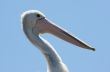 Australian Pelican