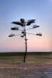 Pine tree against a deep blue sky