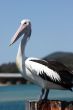 Australian Pelican