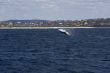  Humpback whale breaching in Australia